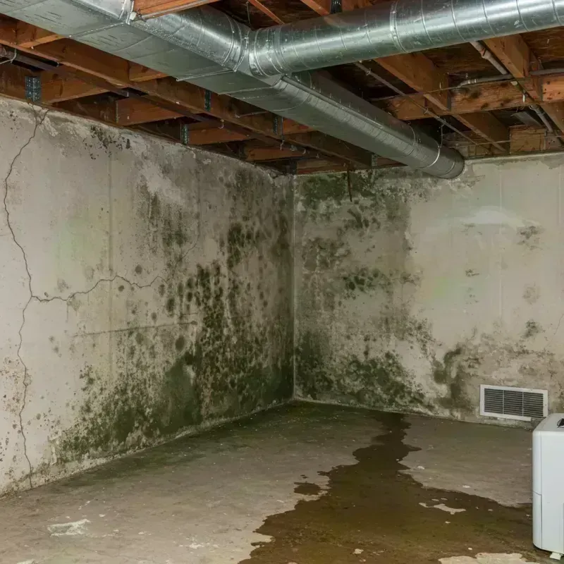 Professional Mold Removal in Beardstown, IL